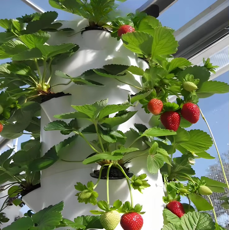 Sistem dinding pertumbuhan hid - Urban Farming Urban Gardening ulasan dan harga